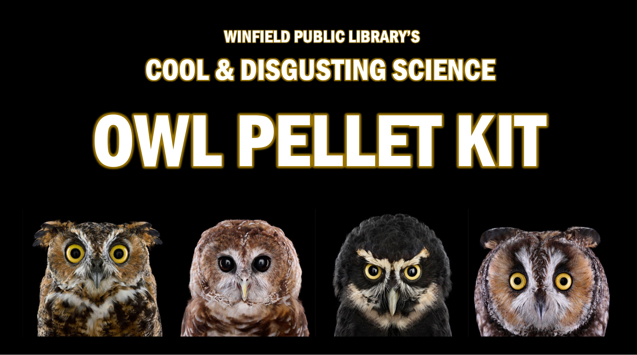 owl pellet kit