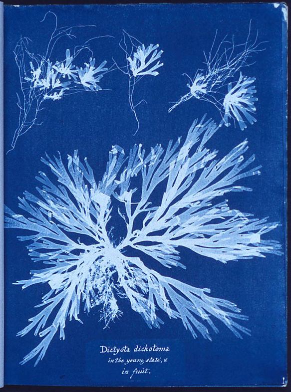A cyanotype of algae by 19th century botanist Anna Atkins