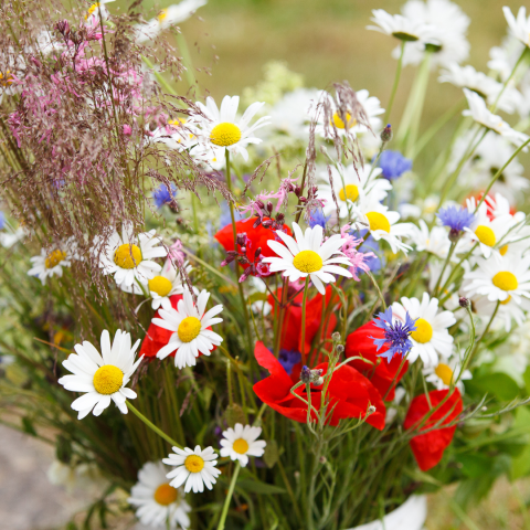 colorful wildflowers
