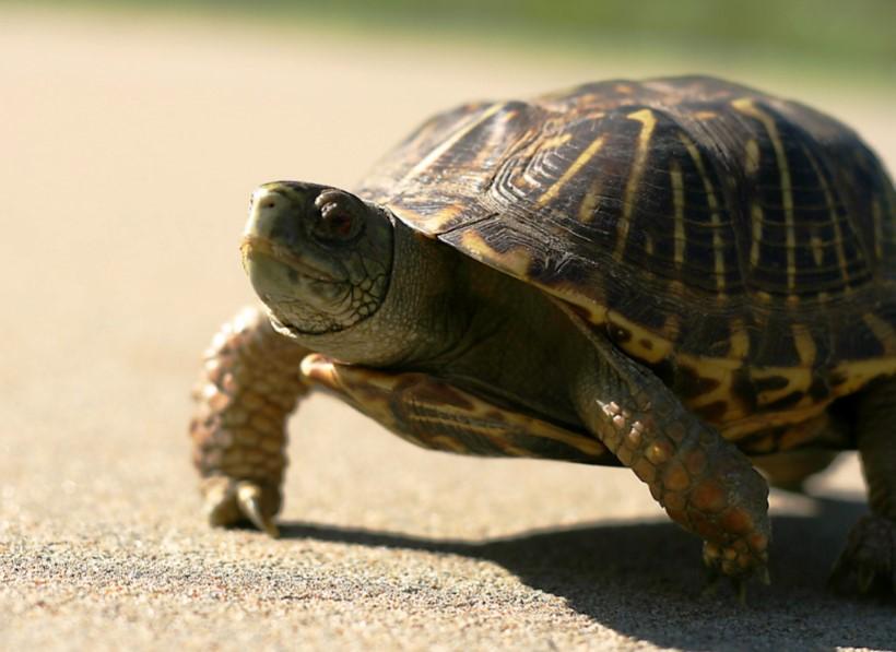 box turtle