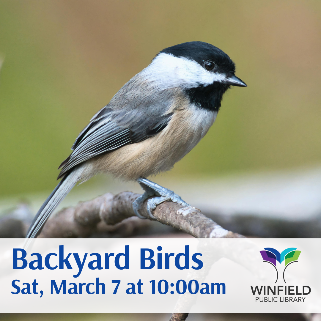 a chickadee perched on a branch
